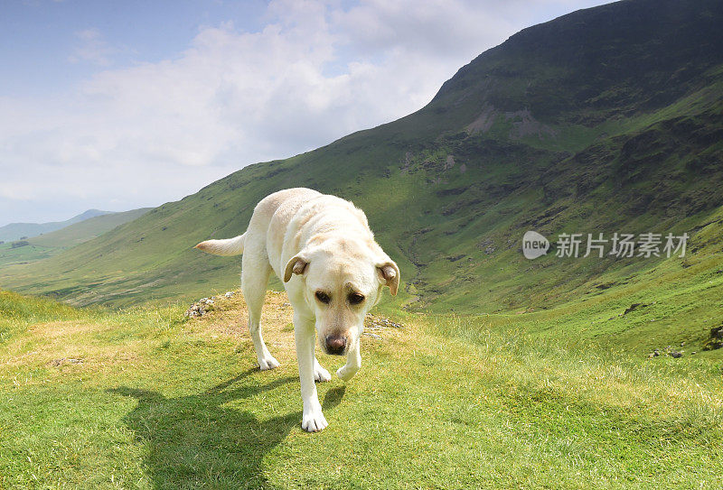 在湖区山区的拉布拉多寻回犬