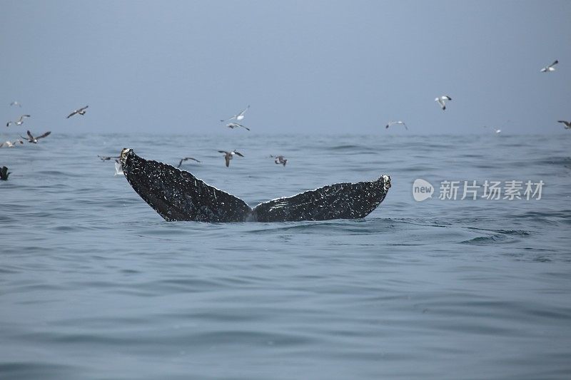 座头鲸潜水