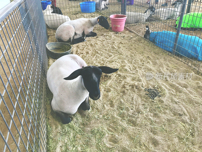 剪羊毛的绵羊科罗拉多梅萨县展览动物