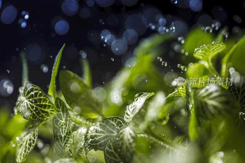 雨滴落在绿叶上