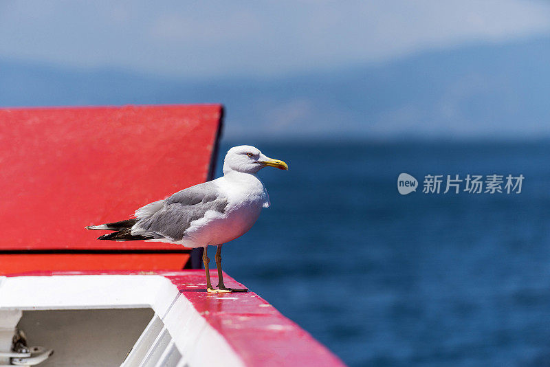 希腊萨索斯，渡船甲板上的海鸥