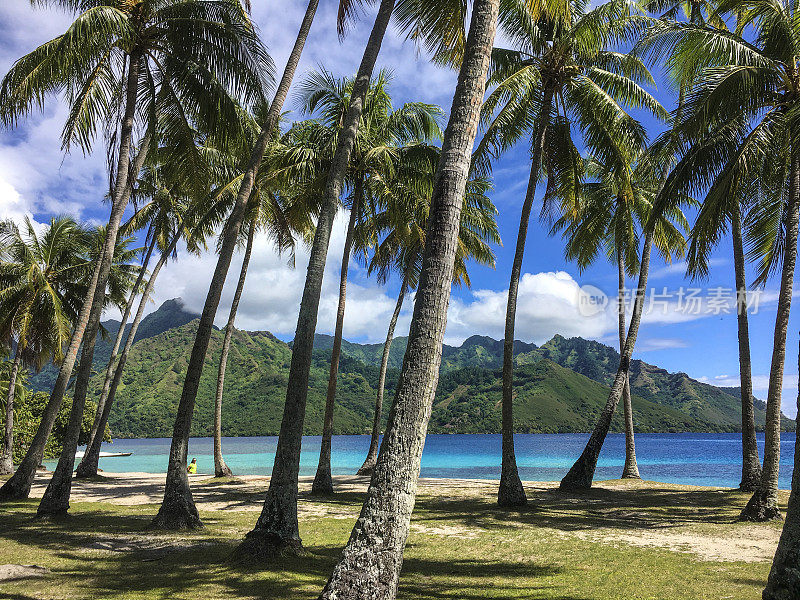 椰子树和塔希亚马努海滩