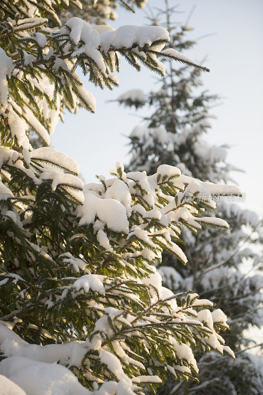 冬天雪森林。圣诞和新年。