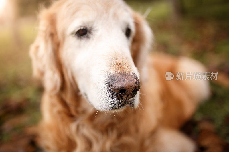 金毛寻回犬自然画像