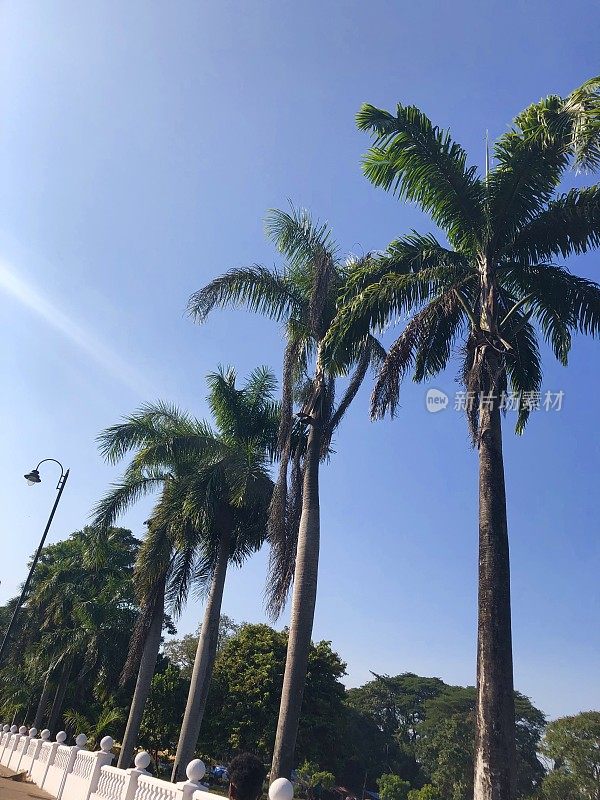 在印度果阿的印度椰子树，由Se大教堂，蓝天背景