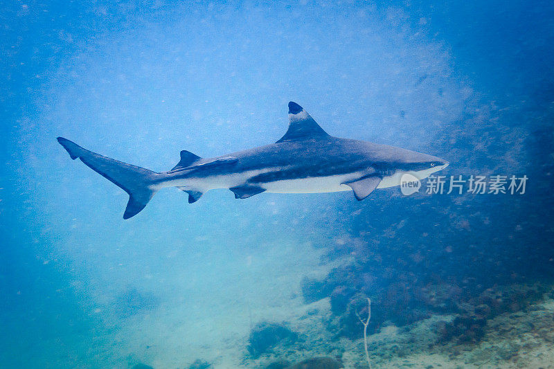 濒危物种黑尖礁鲨(黑鳍黑鲨)在野外游泳
