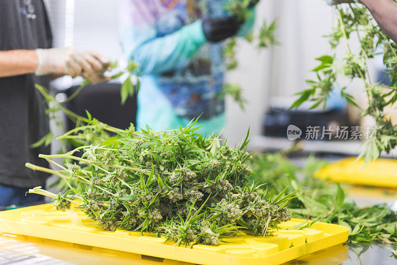 大麻植物在人造光下生长