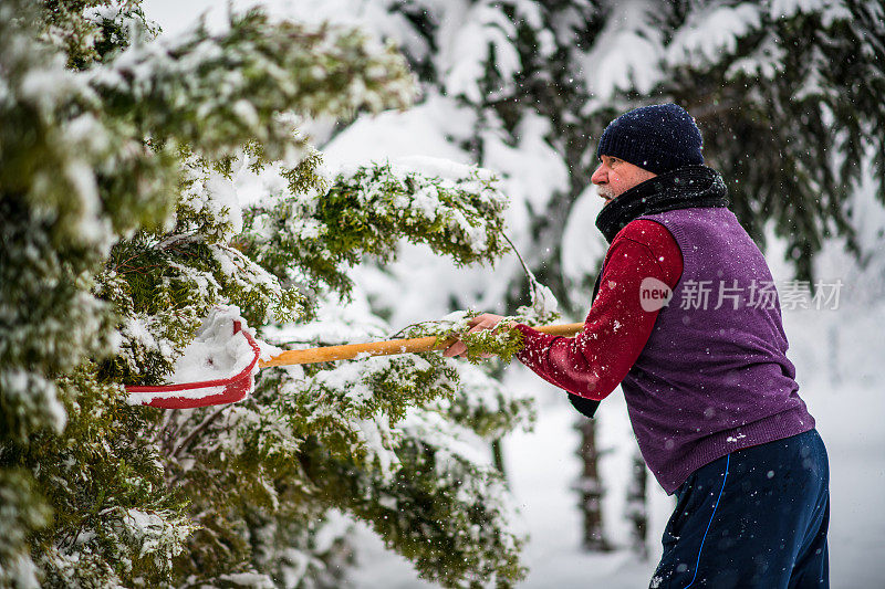 大雪过后，高年级学生清理树上的积雪