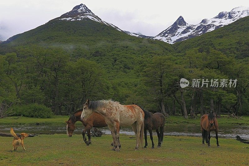 野马和安第斯山脉的狗叫声，乌斯怀亚-火地岛