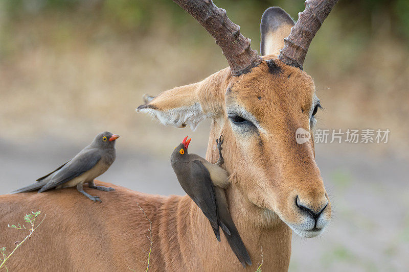 黑斑羚上的红嘴牛啄木鸟