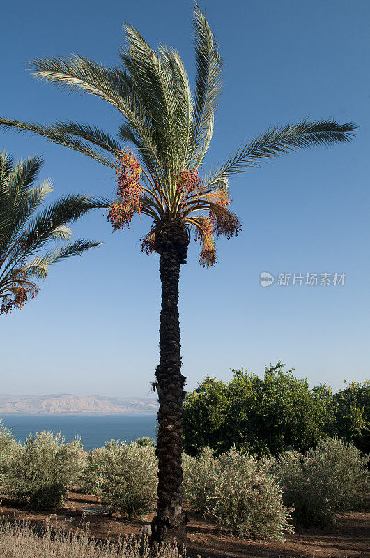 棕榈树，加利利海，以色列