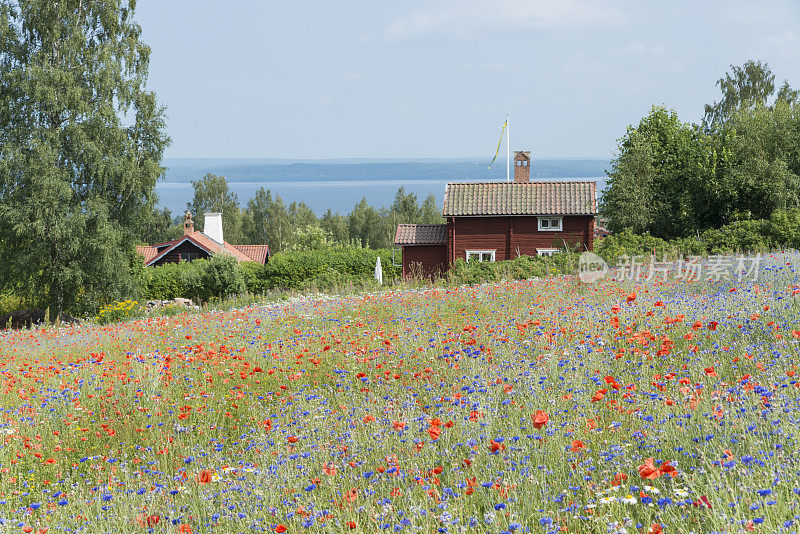 瑞典的农舍，罂粟和矢车菊的田野