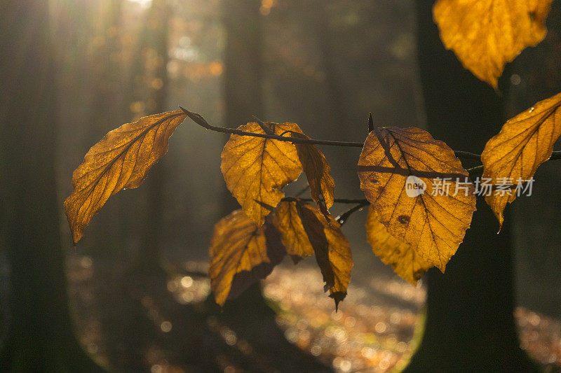 秋天山毛榉树林里的树叶