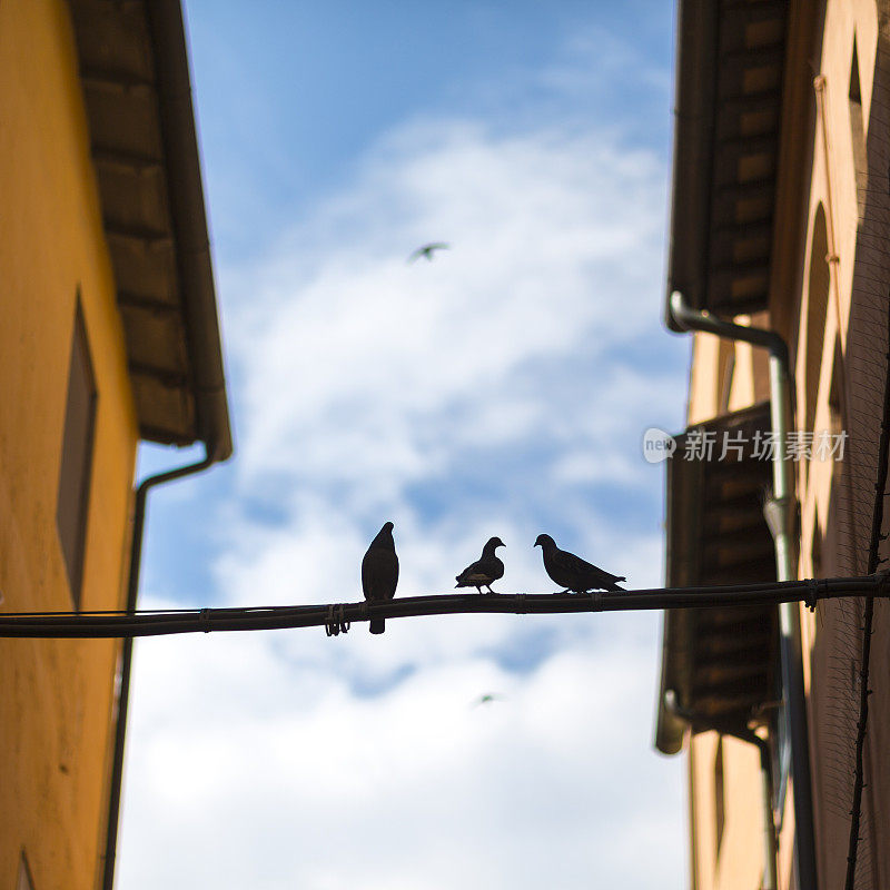 鸽子在意大利托斯卡纳比萨的电缆上