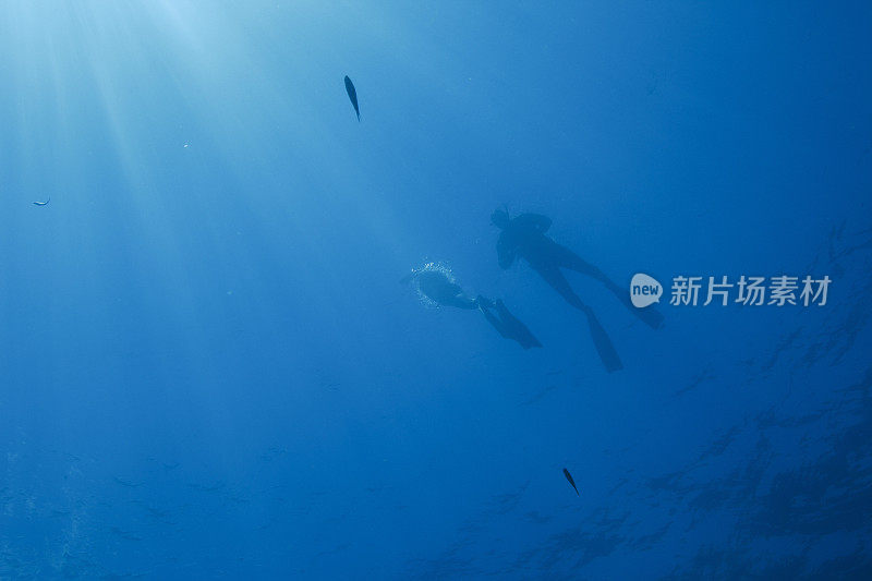 自由潜水夫妇男女浮潜水下潜水海上冒险