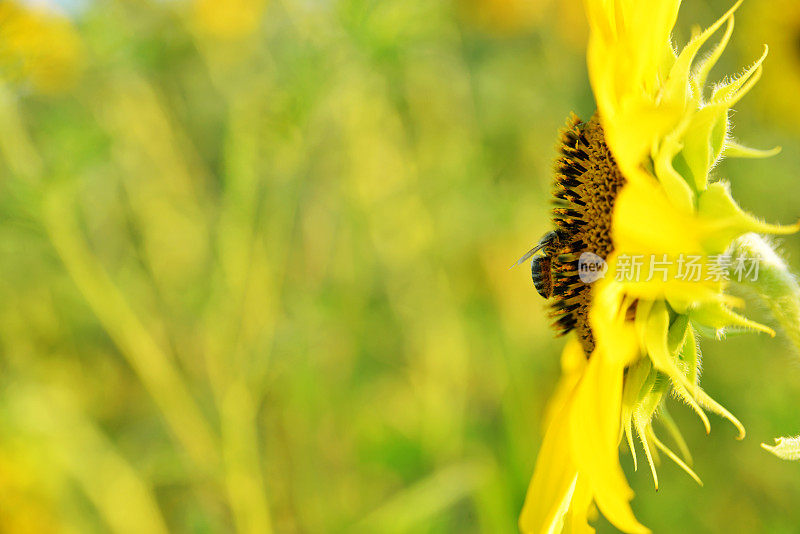 向日葵和蜜蜂，蜜蜂给花授粉