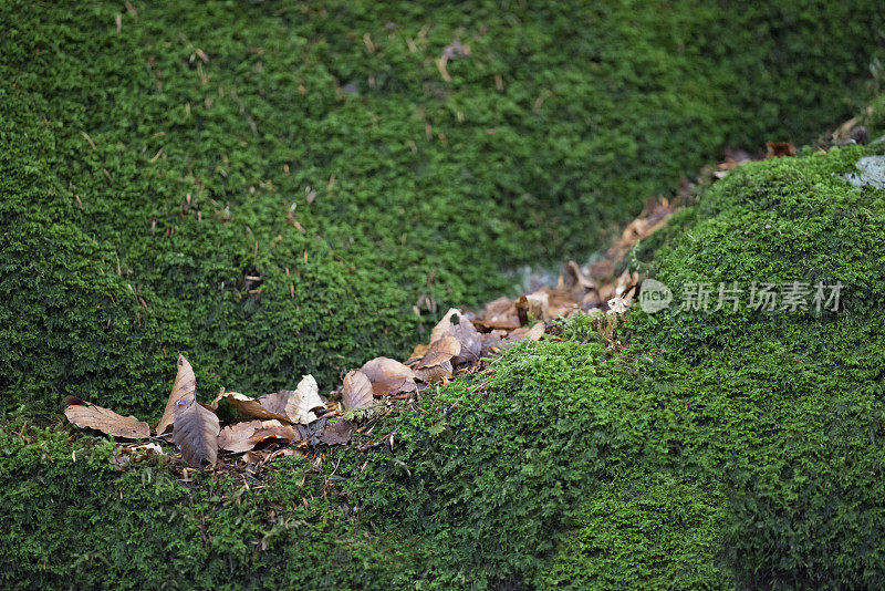 落叶落在青苔上