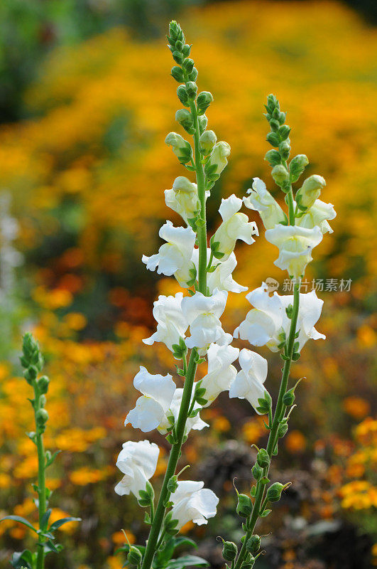 白色金鱼草(温带花)