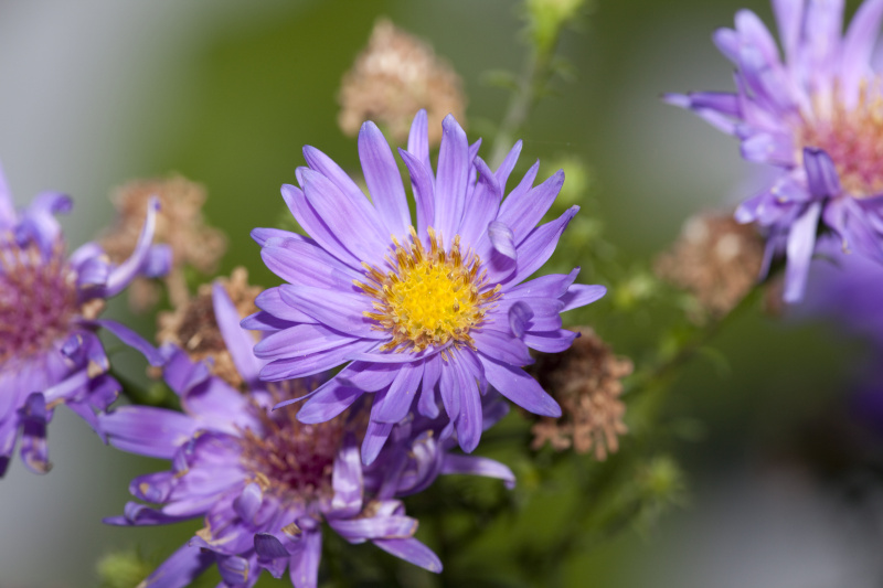 米迦勒节雏菊&#8220;早熟的蓝色&#8221;(Aster dumosus)