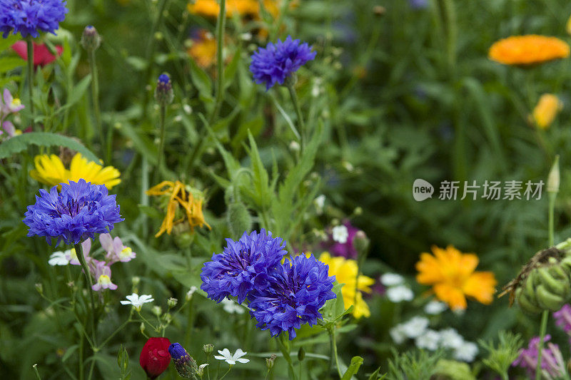 夏日草地上的鲜花