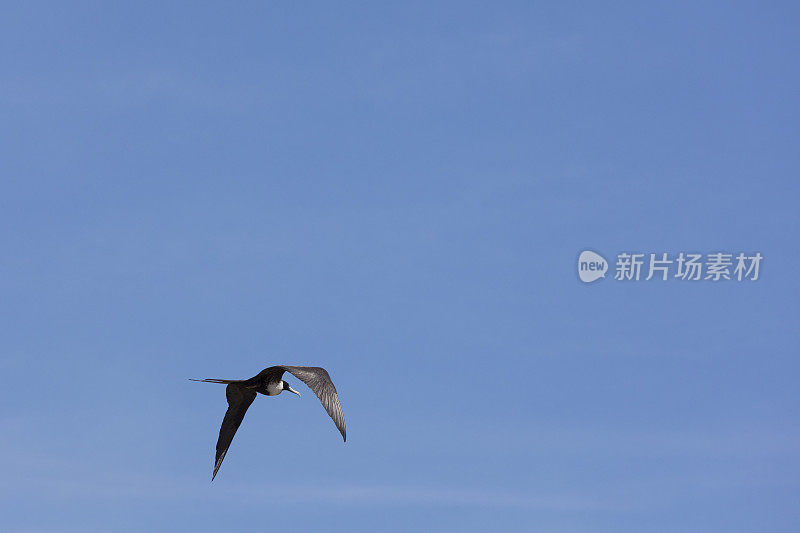 当巴拿马运河的水闸系统用淡水填满空间时，军舰鸟(又名护卫舰或护卫舰海燕)似乎得到了那些因从咸水变成淡水而立即死亡的鱼。