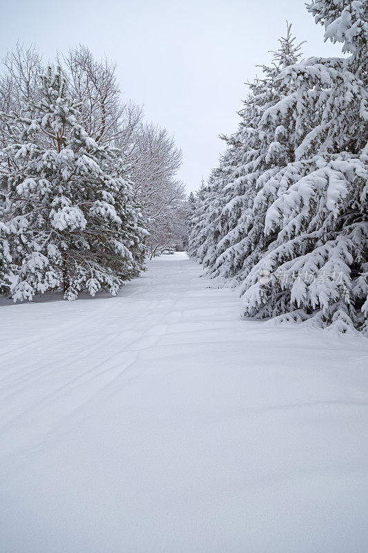穿越积雪覆盖的树木——明尼苏达的冬天