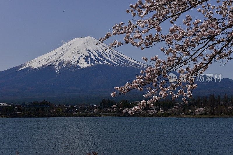 富士山和川口湖的樱花