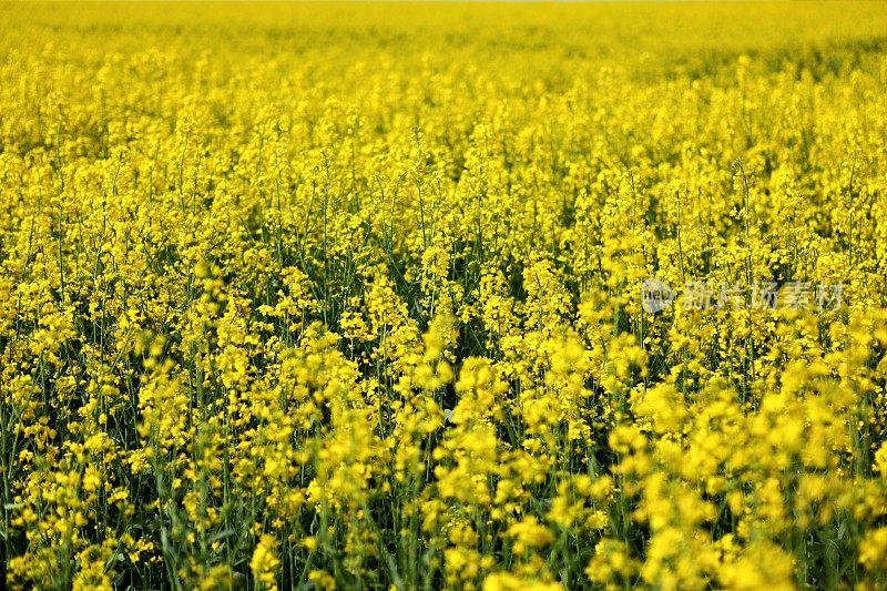 油菜花开花