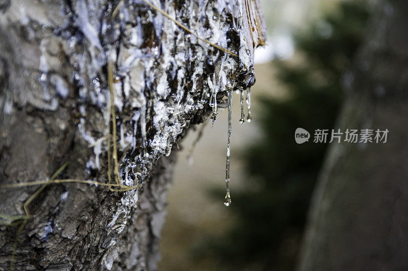 滴天然树液或树脂的松树