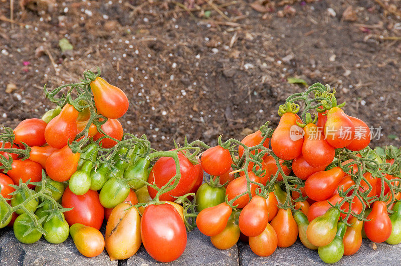 新鲜收获的有机花园番茄