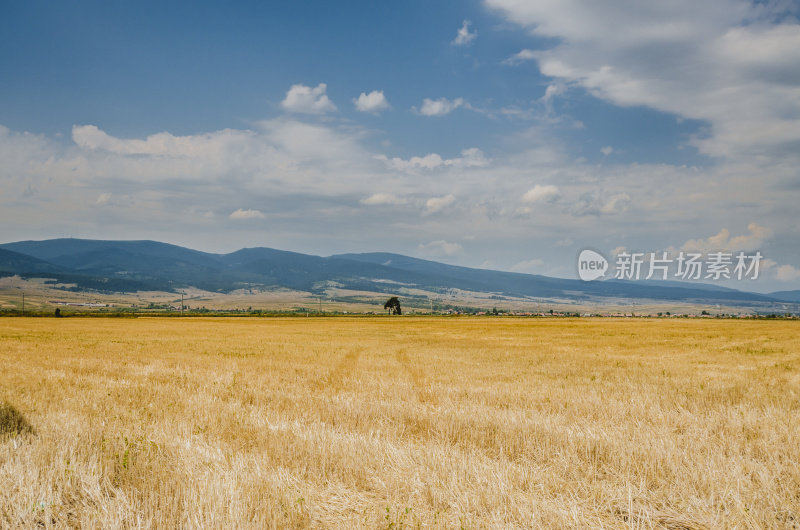 夏日美景