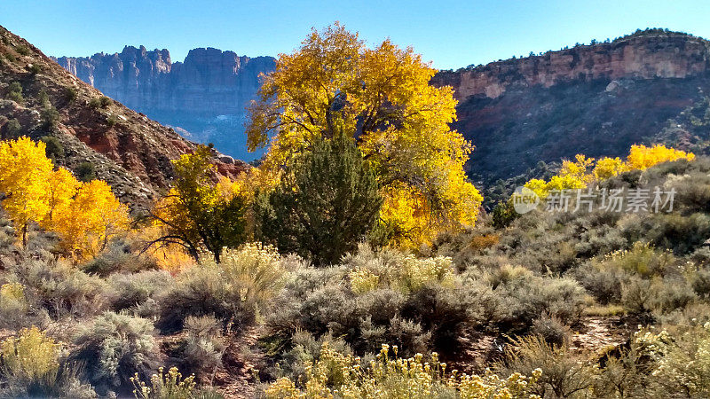 开花的秋天灌木乔木沙漠峡谷马谷洛克维尔犹他州