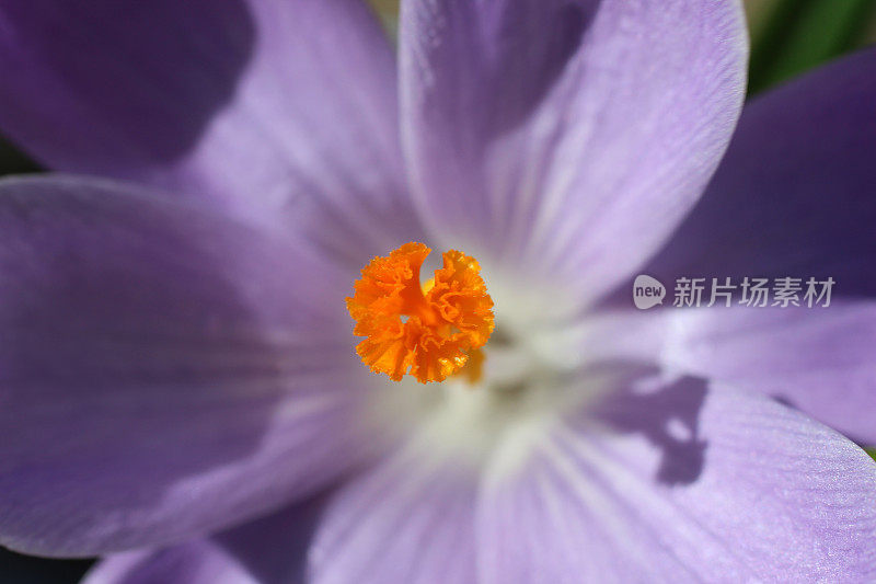 紫色藏红花花瓣中橙色雄蕊的图像-阳光下的特写