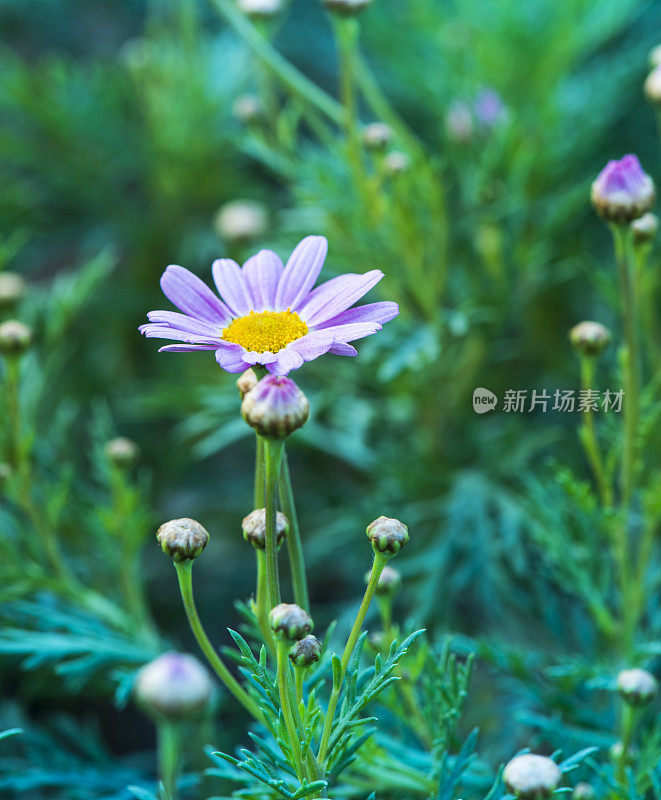 田野里的洋甘菊花