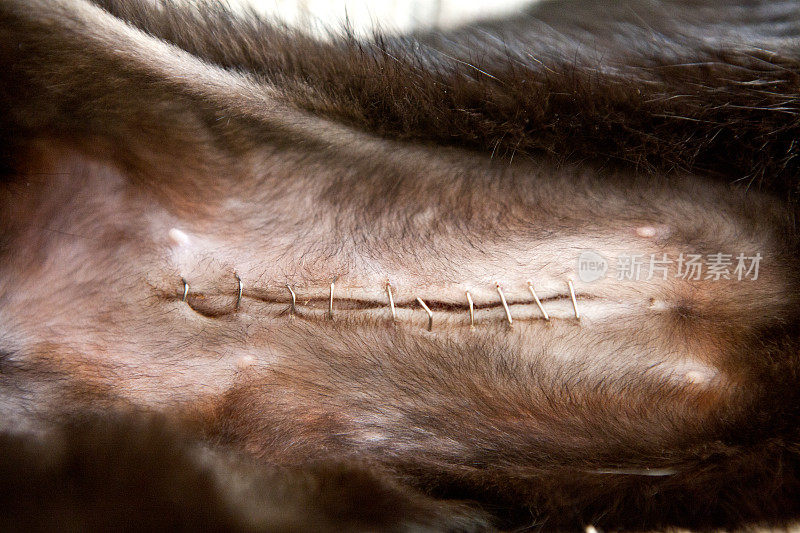 猫子宫切除术留下的疤痕