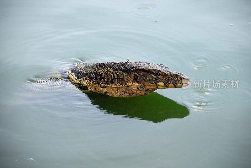 在曼谷的隆皮尼公园游泳的巨蜥