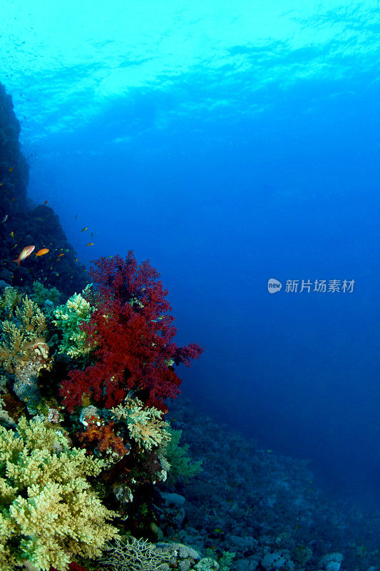 色彩缤纷的珊瑚