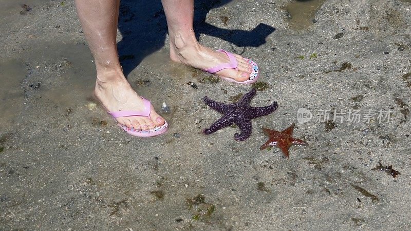 海滩游客站在赭色星和皮革星前面