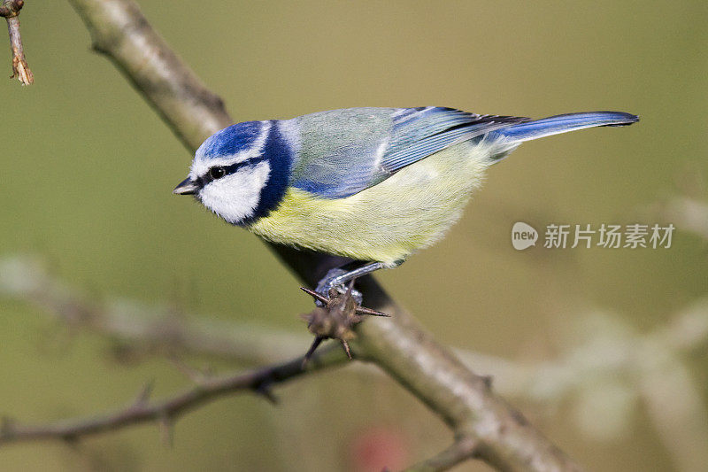 蓝山雀(青翠鸟)