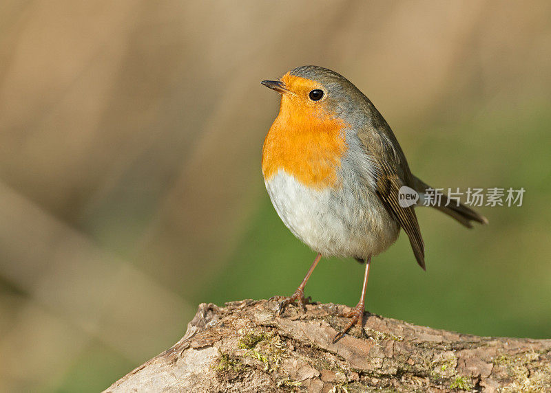 欧洲罗宾(红心rubecula)