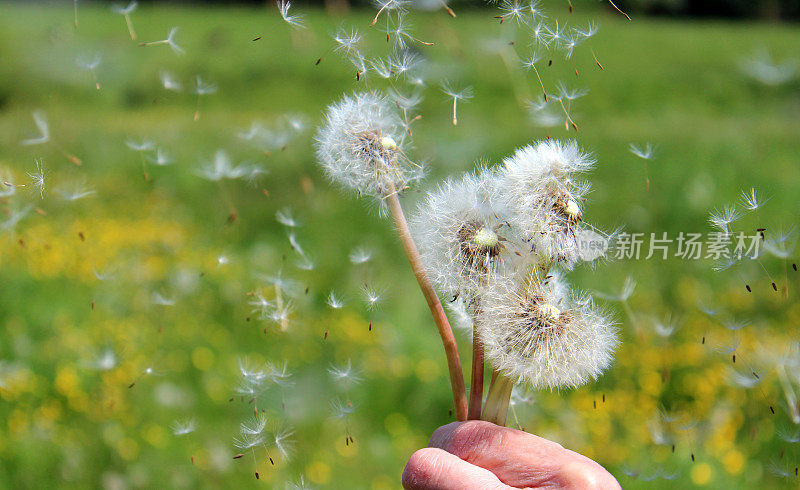 蒲公英的种子在风中飞舞，在乡间的毛茛田里