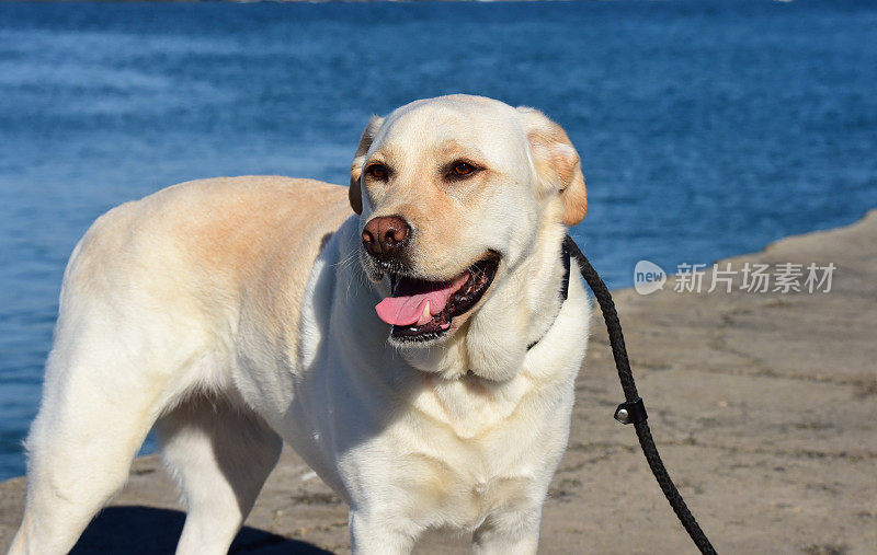 拉布拉多寻回犬