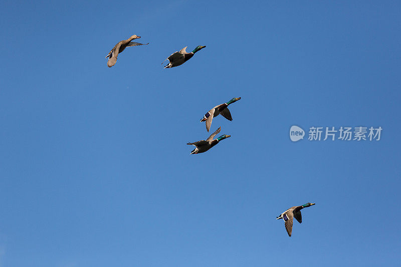 鸭子的鸟