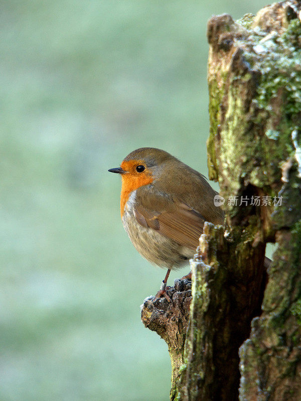 冷冰冰的罗宾(红心rubecula)