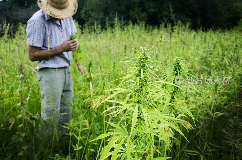 收获医用大麻