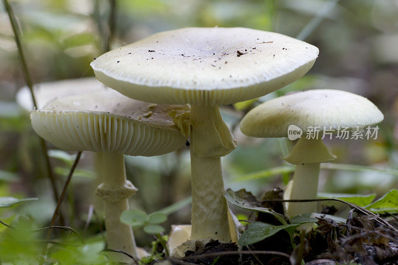 死帽蘑菇(白毒伞)