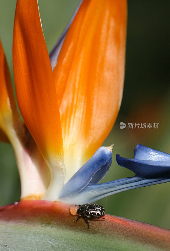 天堂鸟上面有只虫子