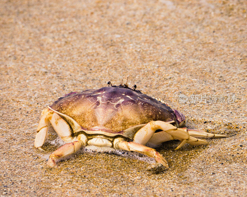 螃蟹在海滩上爬