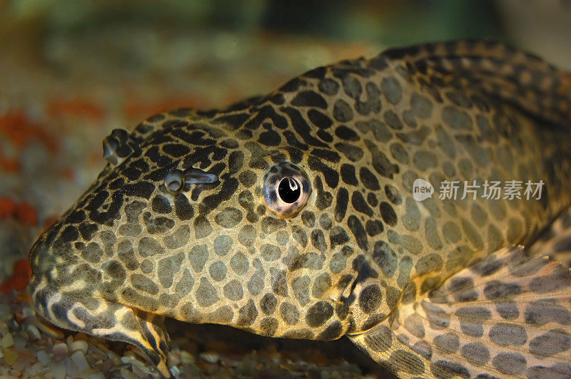 水族馆的热带淡水鱼