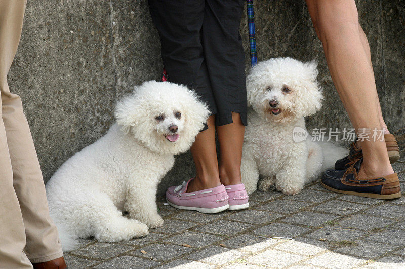 两只比雄犬在它们的主人脚边